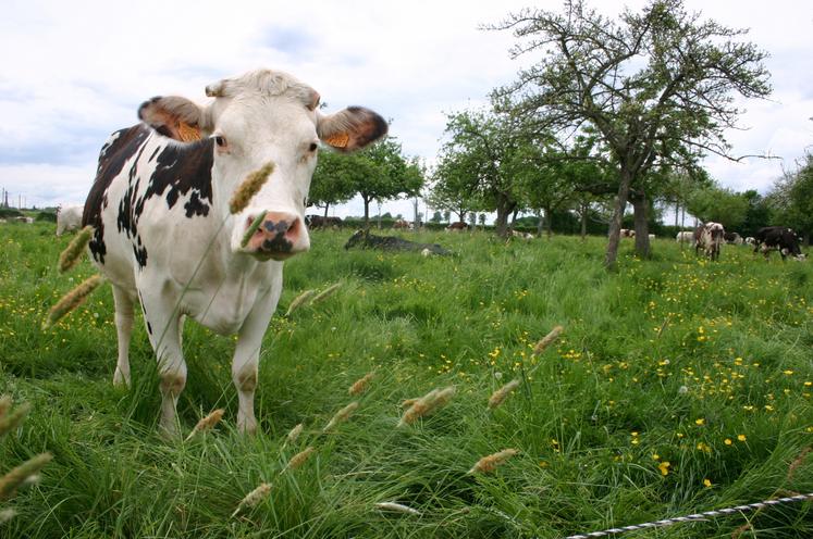 France Carbon Agri Association a d'abord visé le monde de l'élevage, avant de se tourner vers les grandes cultures. La viticulture est à suivre.