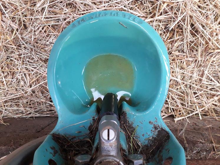 Attention à la qualité bactériologique de l'eau de pluie récupérée.