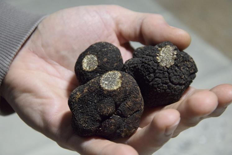 Les truffes seront à l'honneur ce dimanche à Jarnac.