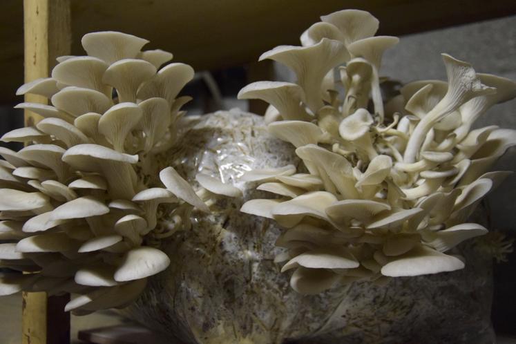 Les pleurotes sont des champignons très appréciés, vendus environ 16 euros le kilo.