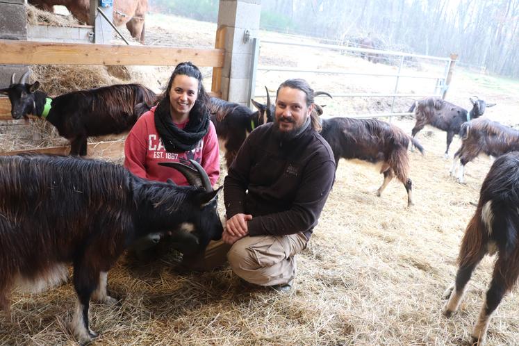 Clarisse Lanau et Guillaume Demenier produisent les savons bio à partir du lait de leurs chèvres poitevines.