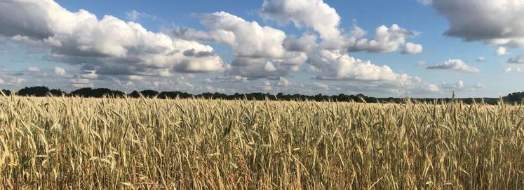 La présence de prairies permanente âgées permet de réduire de 19 % le nombre d'insectes ravageurs dans les parcelles.