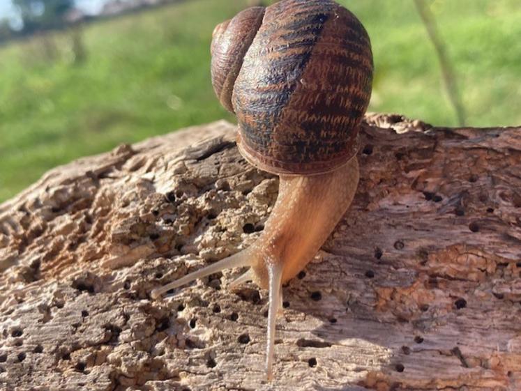 Les premiers escargots des Cagouilles du Maine sortent de leur coquille.