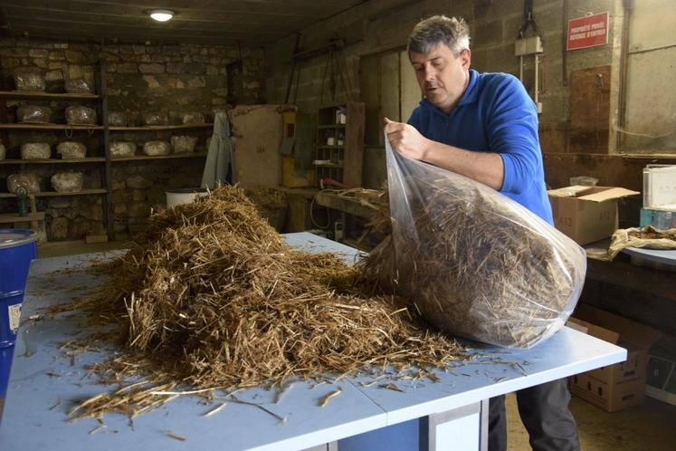 Le mélange mycélium/paille est ensaché avant incubation. En arrière plan à gauche, les sacs déposés sur des étagères.