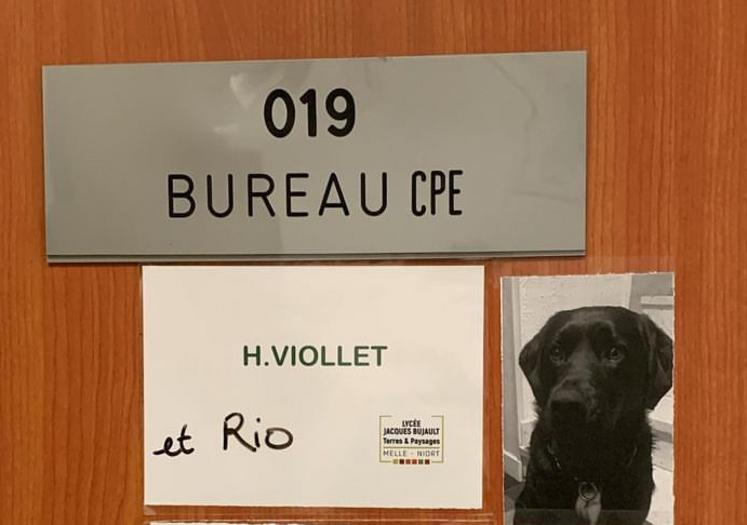 Le bureau compte deux personnels : la CPE et le Labrador.