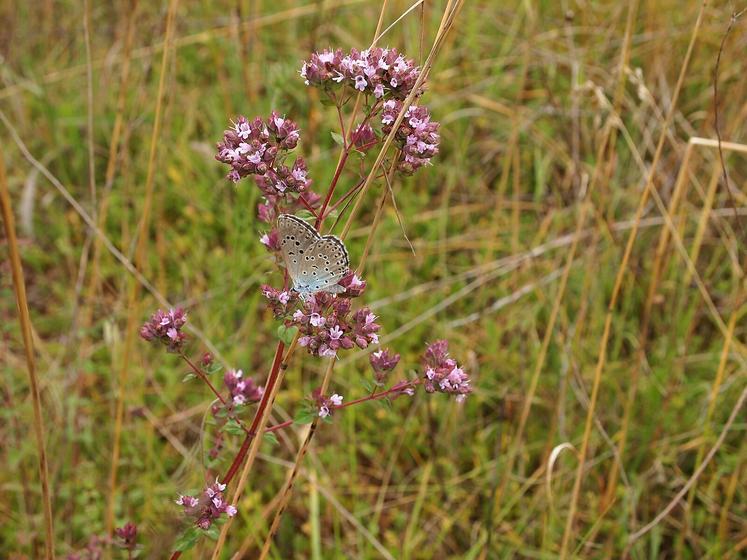 L'Azuré du serpolet est observé dans la zone Natura 2000 de la Vallée de l'Antenne, mais pas seulement...