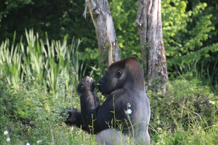 Yaoundé est le gorille emblématique du parc. Il a fêté ses 40 ans fin 2023.