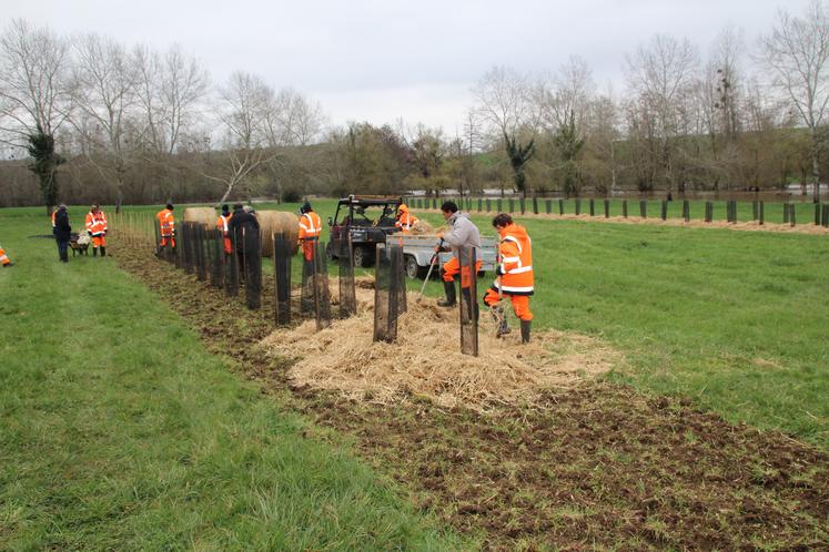 À Béthines, la plantation de haies a été réalisée par les salariés du chantier d'insertion de la communauté de communes Vienne et Gartempe.