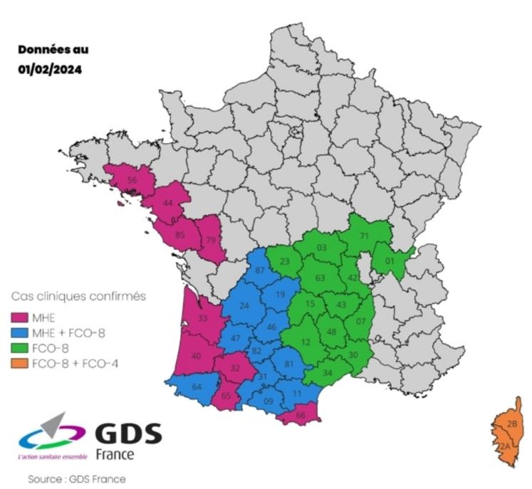 Carte des départements avec des cas cliniques confirmés de MHE, FCO-8 et FCO-4, au 1er février 2024.