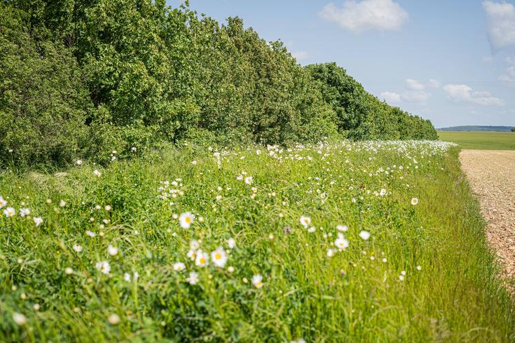 Bande fleurie du projet Taupe à St-Généroux (79)