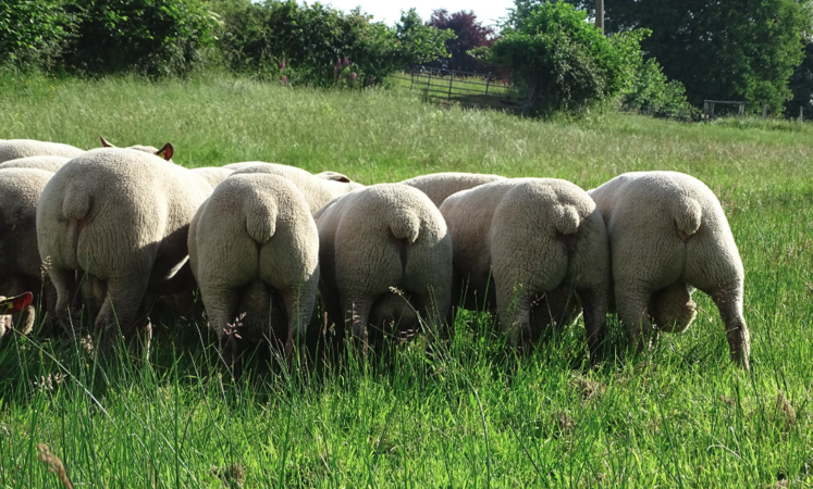 Les labels sont quasiment la norme dans la région.