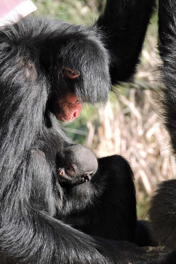 1er bébé 2024 : un Atèle à face rouge.