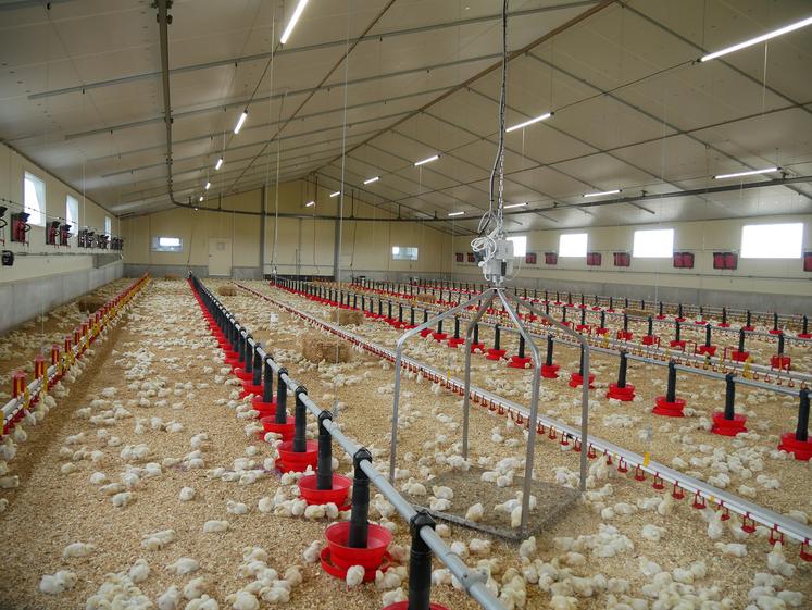 Bâtiment neuf de poulets de chair.