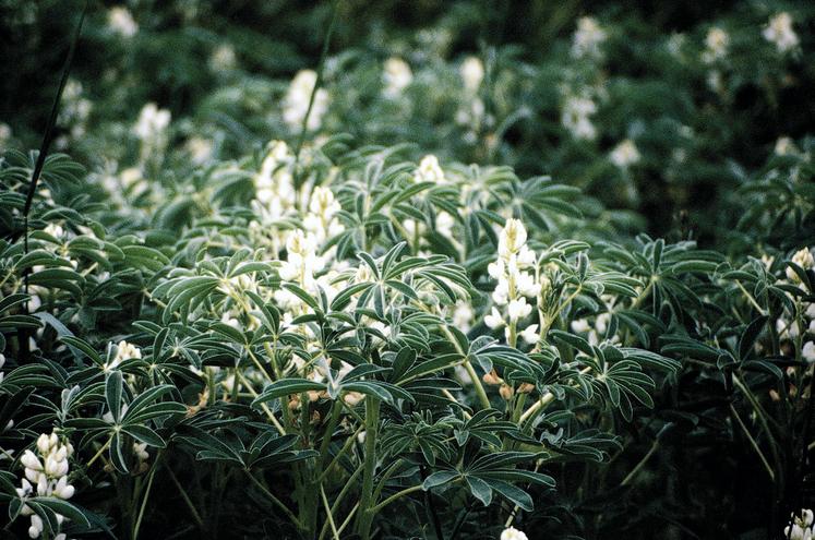 Lupin de printemps en fleur.