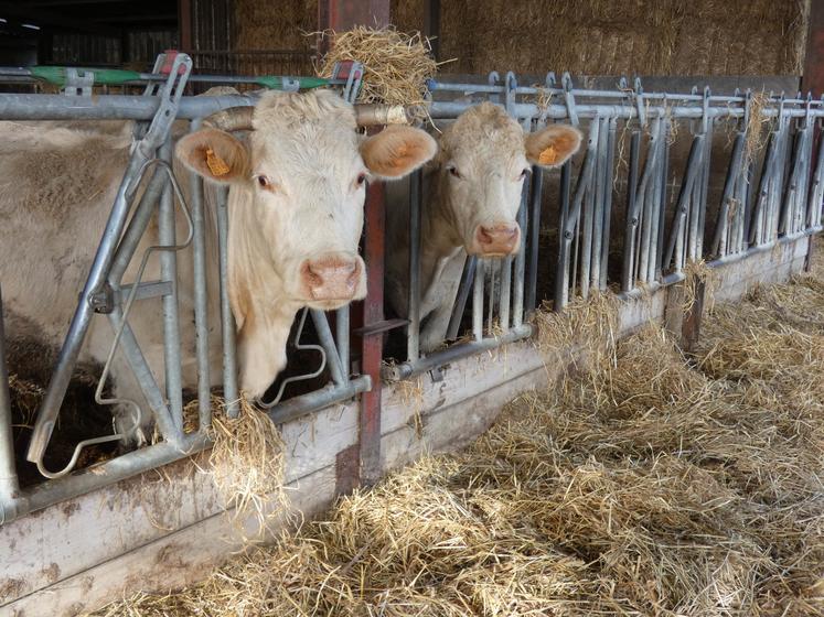 Entre 80 et 90 % des élevages de Deux-Sèvres Charente-Maritime estimaient disposer de stocks fourragers suffisants lors de l'enquête menée en décembre dernier.