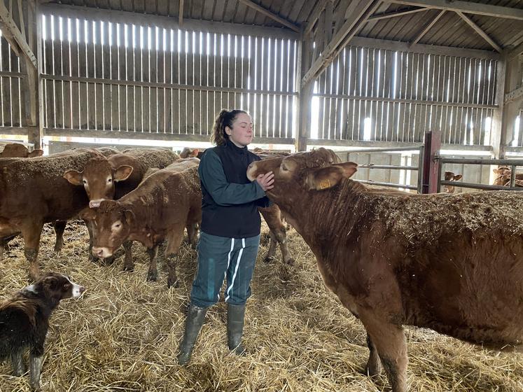 Le cœur de Charlotte balance entre la Parthenaise, sa race de prédilection pour sa belle conformation, et la Limousine, découverte chez son patron Patrice Robin. La jeune femme se passionne pour les concours et la préparation des animaux.