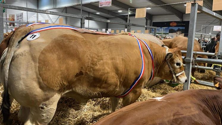 Roulette, de l'élevage Sachot (Saint-Martin-de-Bernegoue) finit Grand prix de Championnat et Grand prix d'Excellence. Une grande fierté pour cette ferme qui participait pour la première fois à un concours ! L'envie est là de recommencer.