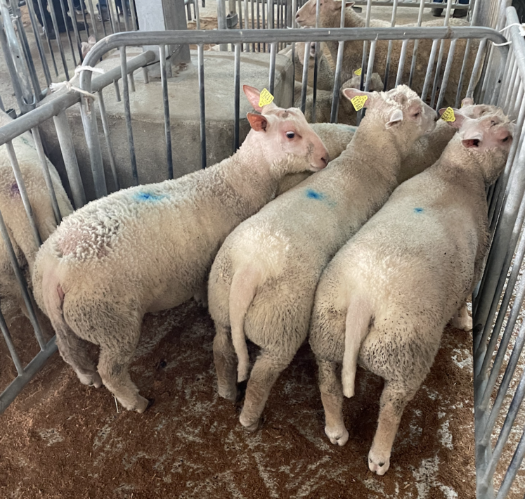 Lot d'agneaux au marché de Parthenay.