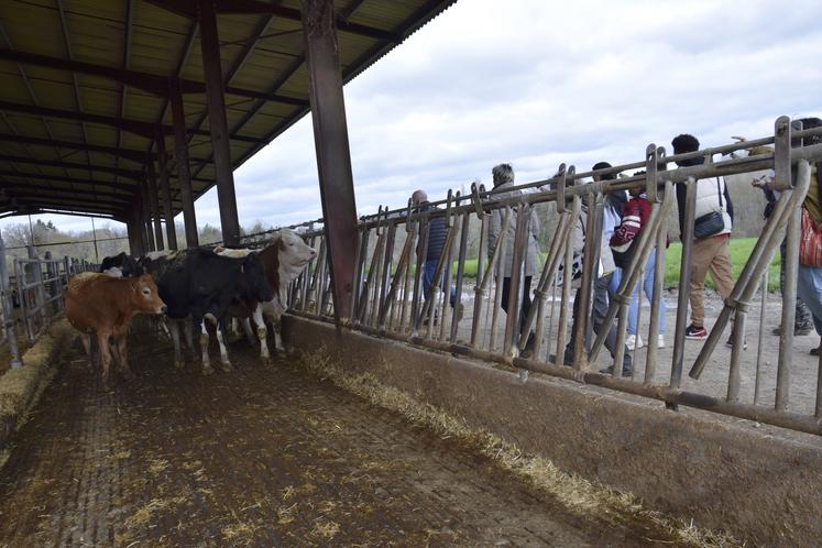 Une dizaine de jeunes ont visité la ferme de la Grande Dennerie.