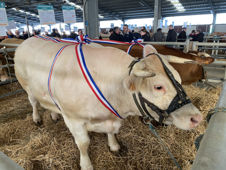 Majorette, de l'élevage de Daniel Roy (86) décroche le grand prix Vaches charolaises. Elle a été achetée par le super U de Plouharnel (56).