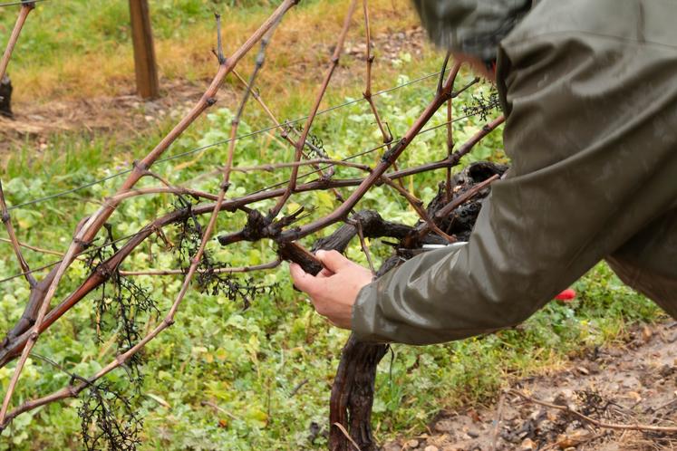 Premiers coups de sécateurs à 9 h 30