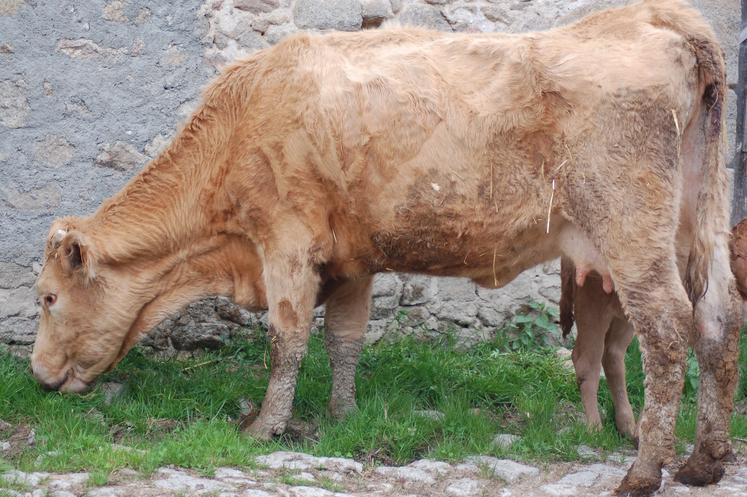 Exemple de vache paratuberculeuse.