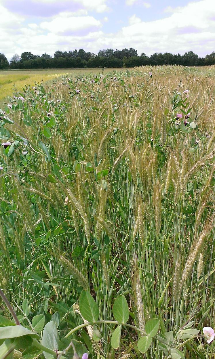 Le projet Iciba a étudié l'effet des associations céréales-légumineuses sur la régulation des pucerons et des cicadelles.