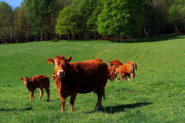 Deuxième race allaitante de France avec 1 100 000 têtes en 2022, et naturellement première en région Nouvelle-Aquitaine, la Limousine observe un bon maintien de ses effectifs. Les Deux-Sèvres comptent 16 300 individus.