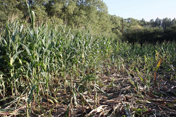 Dégâts de sangliers dans une parcelle de maïs.