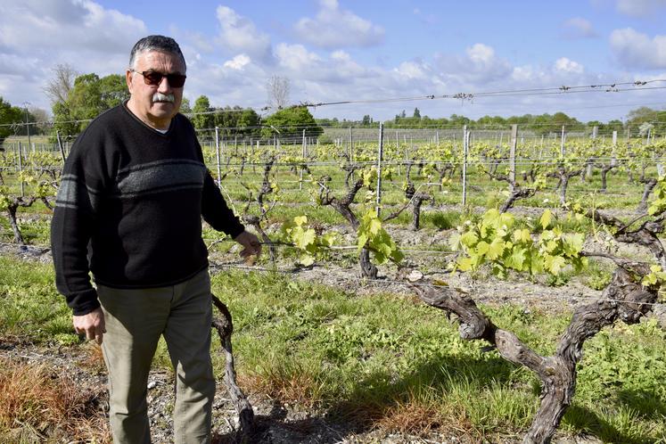 Dominique Pasquet dans les vignes à Triac-Lautrait.