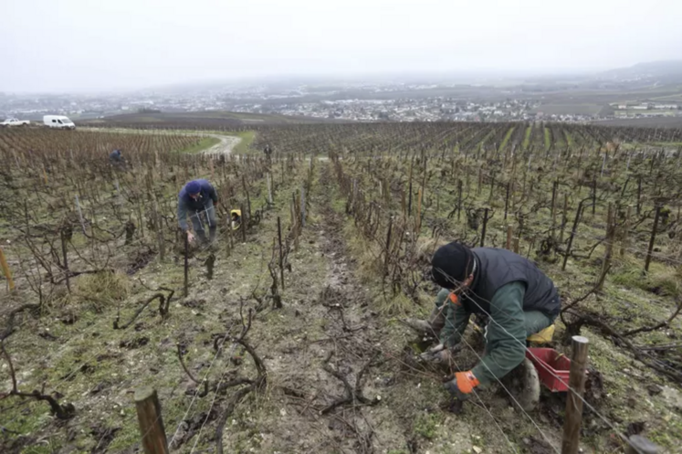 Les agriculteurs en difficulté vont pouvoir faire appel à des accompagnements financiers dans le cadre d'une transmission ou sous forme d'audit simplifié.