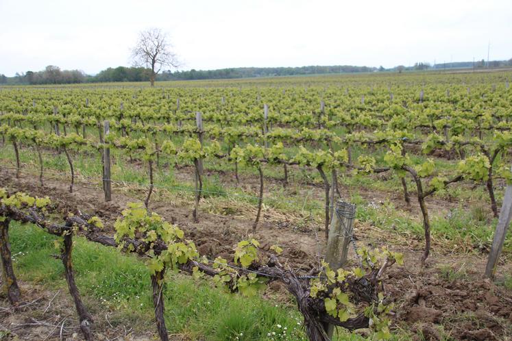 Les températures négatives du début de semaine n'ont eu qu'un impact modéré et sur peu de parcelles de vignes.