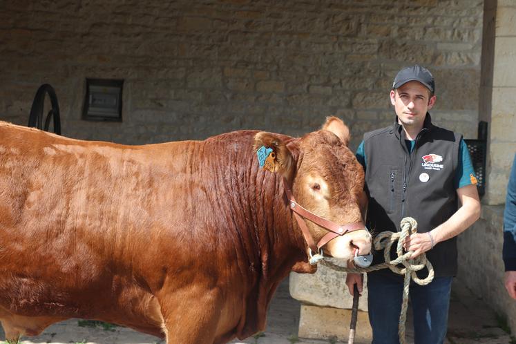 Guillaume Favre, éleveur chez Corali, aux côtés de Titan, taureau limousin homozygote sans corne.