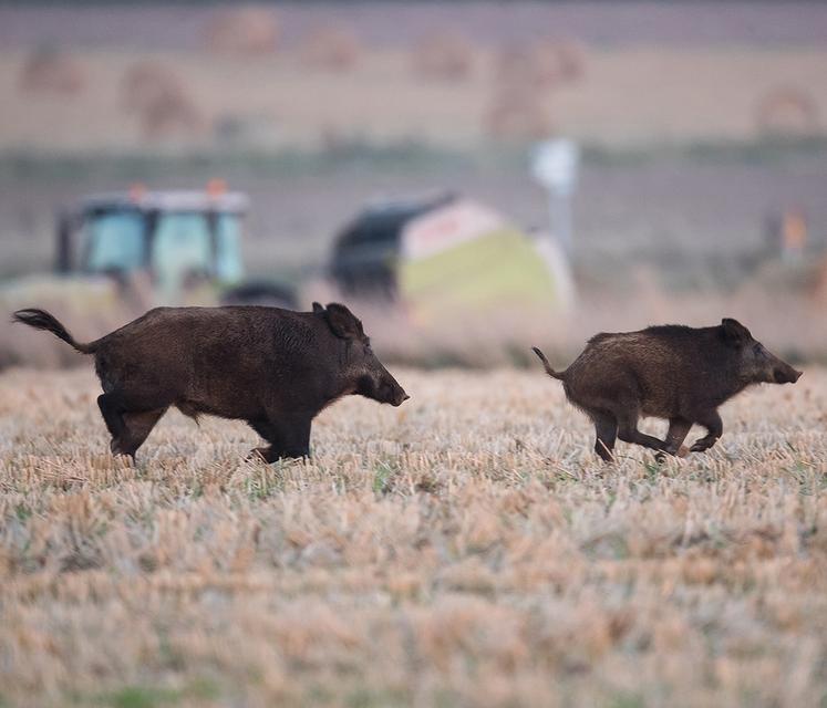 Le sanglier peut être chassé depuis le 1er avril sous conditions.