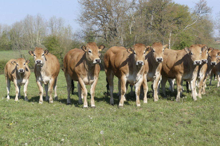 Si, avec presque 20 % des effectifs nationaux, les Deux-Sèvres restent le département présentant le plus de Parthenaises, la dynamique est négative avec -588 animaux entre 2022 et 2023.