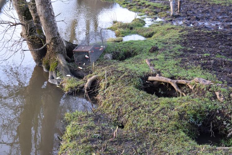 Près de l'arbre, une cage pour piéger le ragondin (à relever avant midi pour le bien-être animal). Sur les berges, les ravages causés par l'espèce sur la structure des sols.