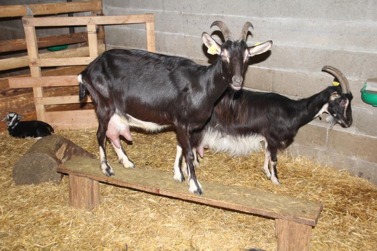 Les éleveurs aménagent les bâtiments avec différents enrichissements du milieu de vie des chèvres (photo d'archives).