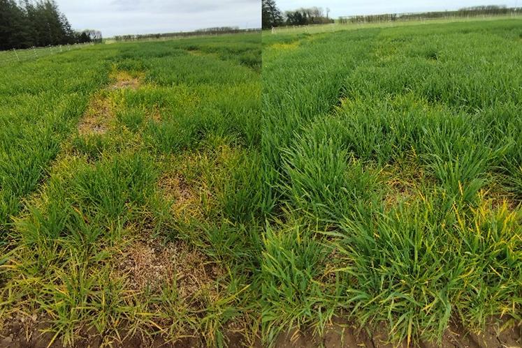 Variétés d'orge d'hiver sensibles à la JNO en semis précoce, le 25 mars.