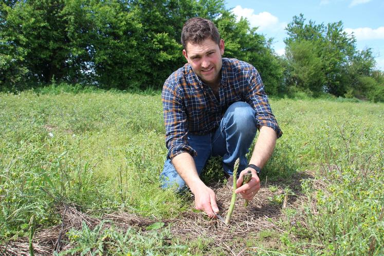La pluie a rendu compliqué le butage des asperges blanches... finalement devenues vertes.