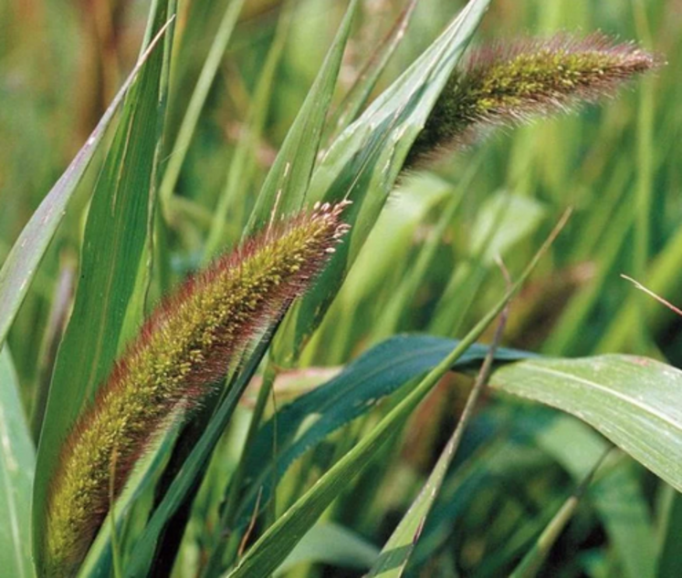 La sétaire verte est la graminée estivale la plus difficile à maîtriser.