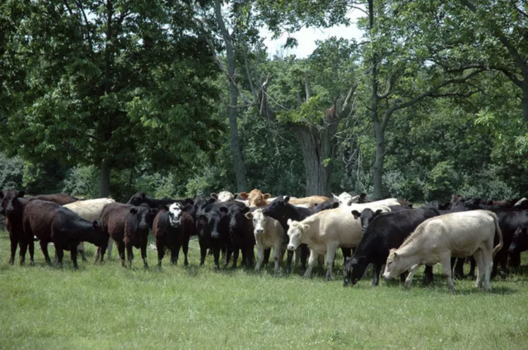 Huit États du sud des États-Unis sont touchés par la grippe aviaire, alors que les bovins sont considérés comme les mammifères les moins sensibles au virus.