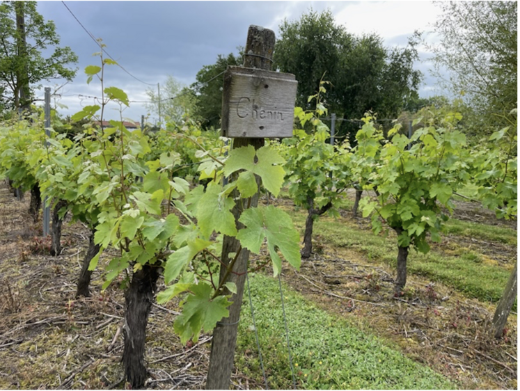 Le domaine de Thierry Arnault à Bouillé-Loretz,
dans le Thouarsais.