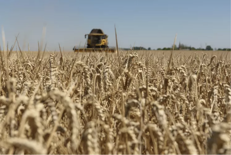 Le prix du blé pourrait tourner autour de 250 €/tonne
en septembre.