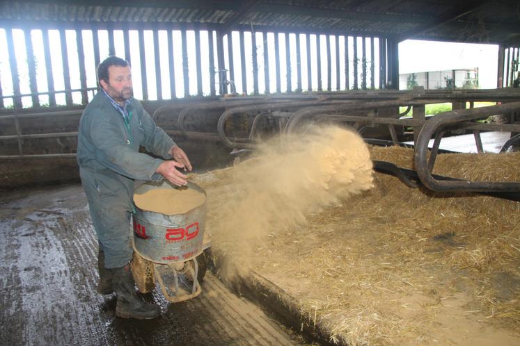 Pascal Guillon utilise la dolomie sèche avec de la paille, pour assécher la litière de ses vaches laitières.