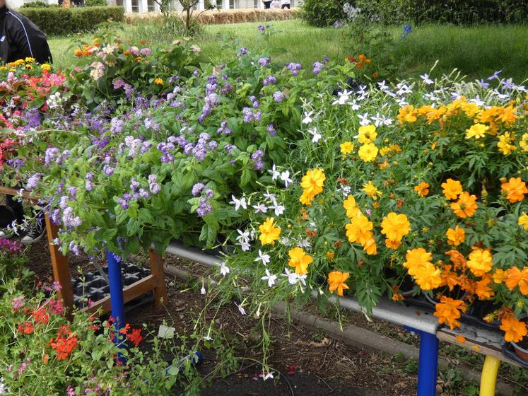 Autre touche de couleur avec les fleurs apportées par les Serres de Chadignac. Un peu d'ambiance printanière dans une année qui en manque cruellement !