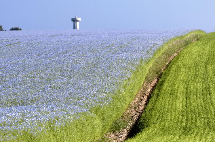 Deux champs de lin contigus, à différents stades de floraison.