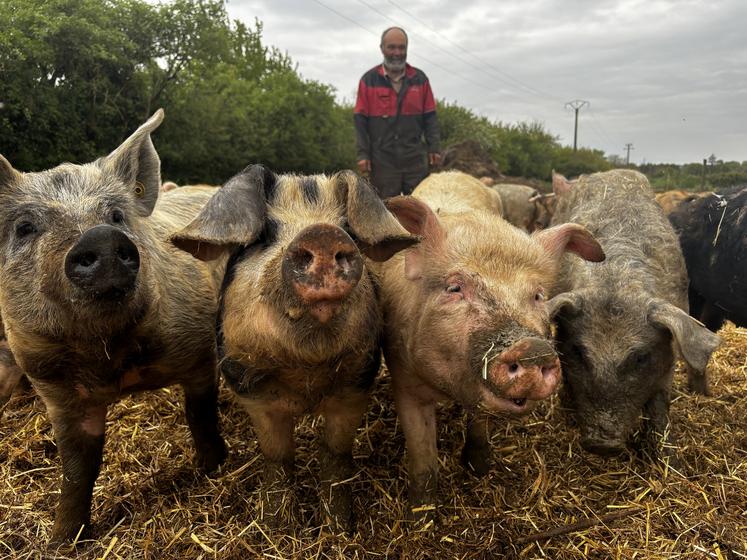 François Crouigneau élève ses porcs pendant un an sur des parcelles, à l'extérieur et assure que ses animaux sont plus résilients. 