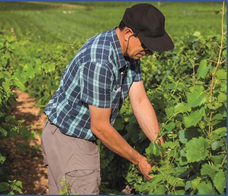Un bon aménagement du palissage permet de réduire les efforts physiques lors des travaux de relevage.