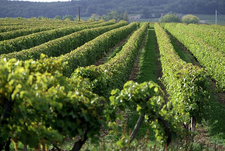 Les ventes de cognac accusent une baisse des ventes de -14% au dernier pointage.