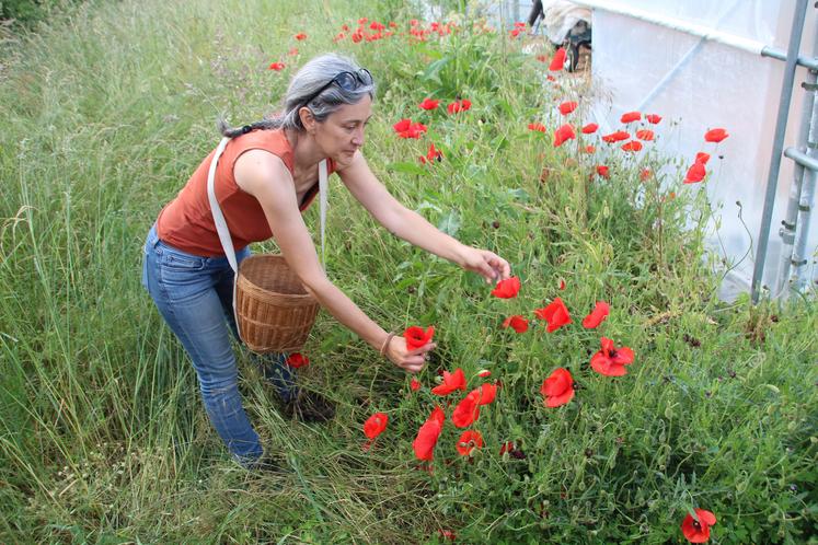 Il est possible d'acheter les produits du Jardin des Miss Terre sur https://le-jardin-des-miss-terre.sumupstore.com/produits